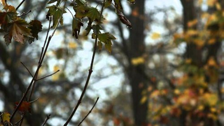 Хмарно, але без опадів все ще буде 20 ве…