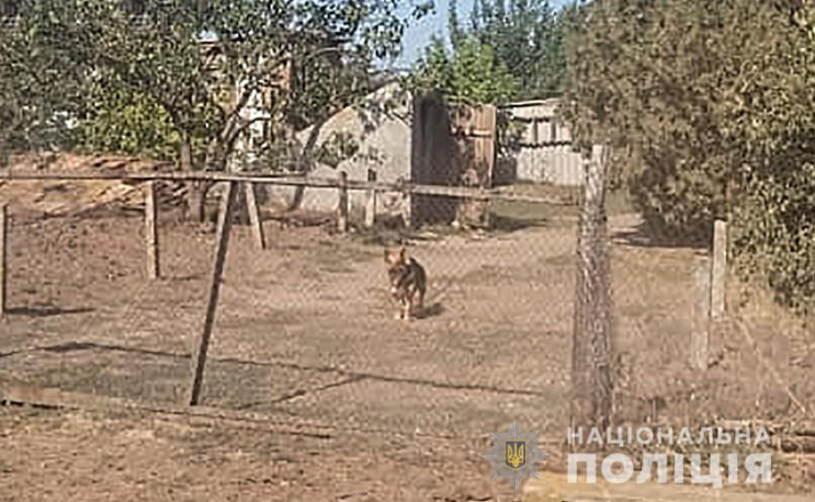 На Запоріжжі чоловік нацькував пса на по…