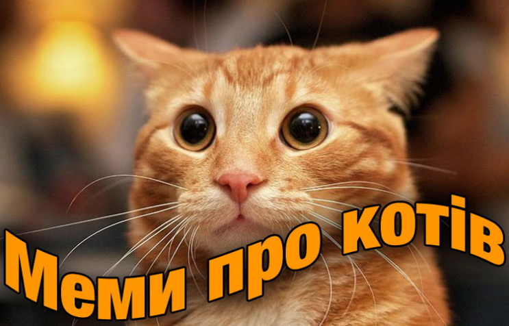 Смешные Коты Фото Мемы Смешные Коты Фото Мемы