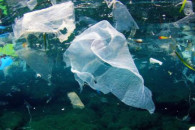 Пластик в океані поширює небезпечні хвор…