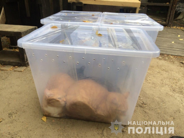 В Харькове неизвестные закрыли котов в п…