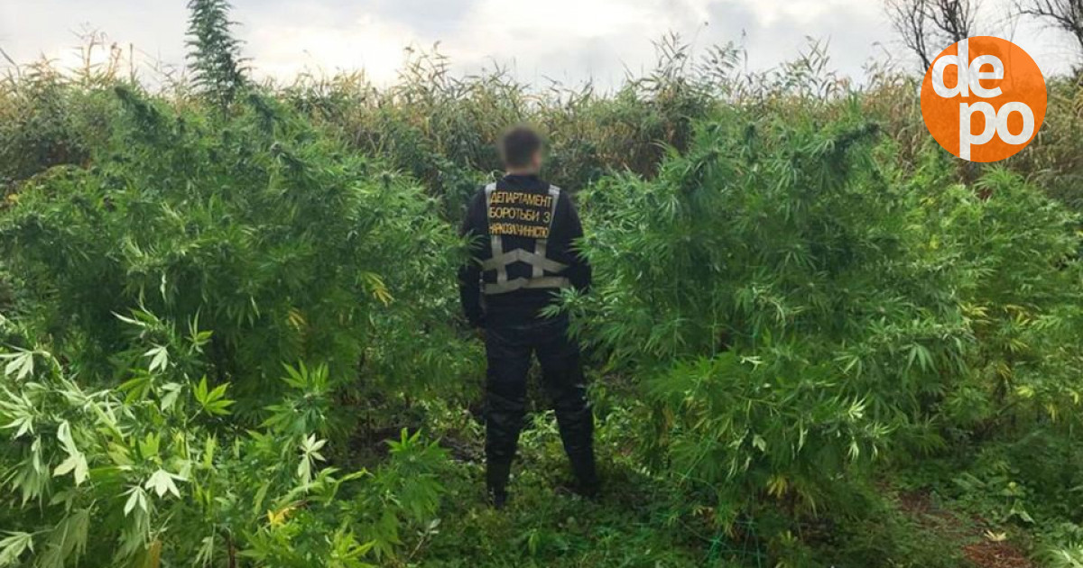 Выращивание конопли в камышах Выращивание конопли в камышах легальные синтетические наркотики