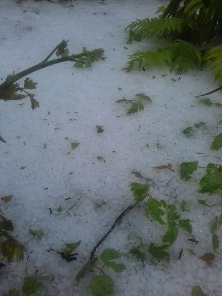 У Павлограді землю вкрило снігом після д…