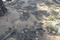 Пожежі на Луганщині: На згарищі знайшли…