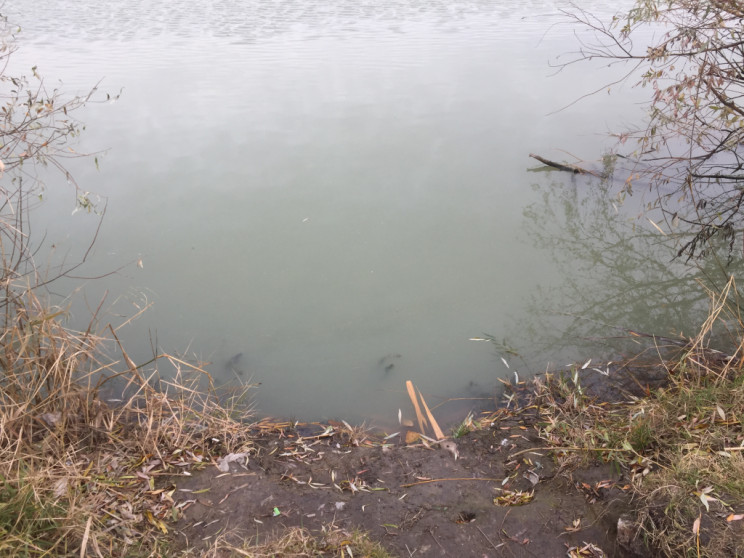 Петиція щодо очищення озера Куряче у Дні…