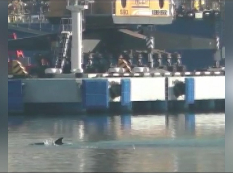 В порту Новоросійська опинився дельфін…