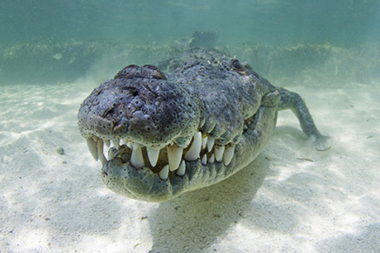 Четырехметровый крокодил-людоед весом в…
