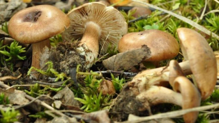 Поїли грибочків: На Тернопільщині шпитал…