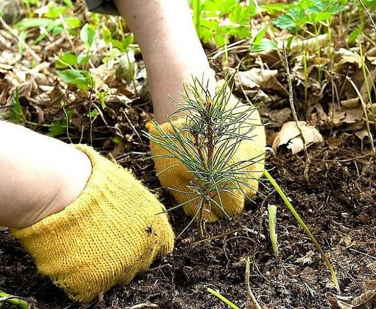 На Ізяславщині цієї осені висадять більш…