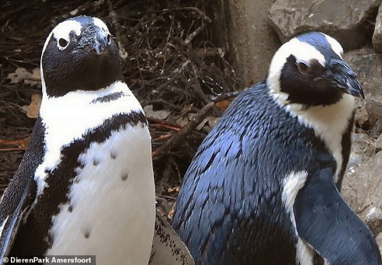 Пінгвіни нетрадиційної орієнтації в голл…