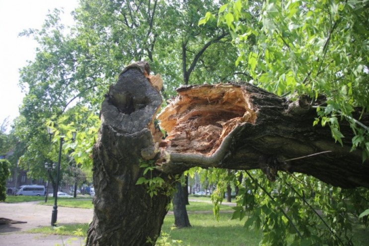 В Николаеве дерево упало на двух пенсион…
