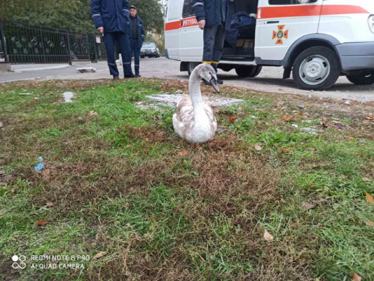 На Київщині рятувальники надали допомогу…