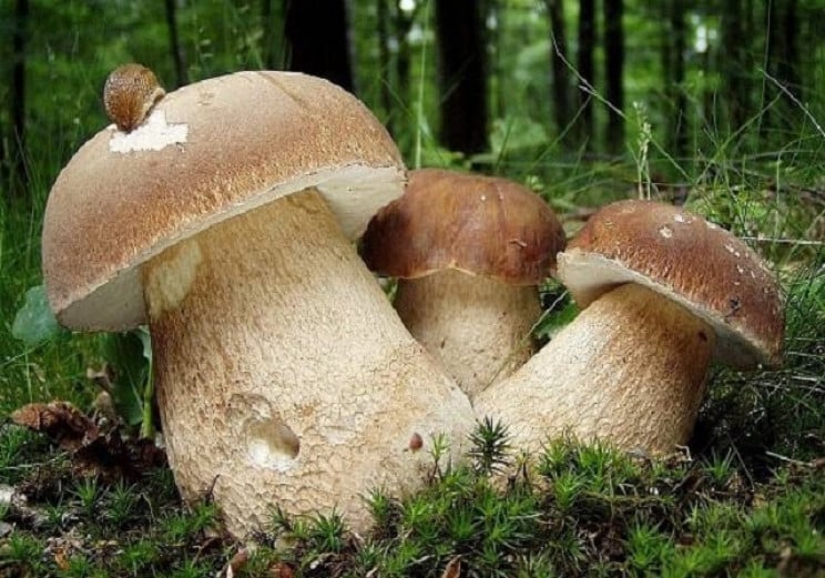 На Одещині сім'я отруїлась грибами, дити…