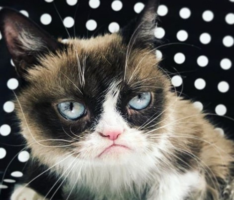 Grumpy Cat помер: Як виглядав найвідоміш…