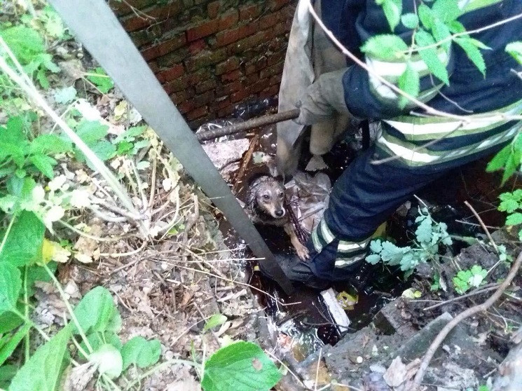В Каменском спасли собаку из двухметрово…