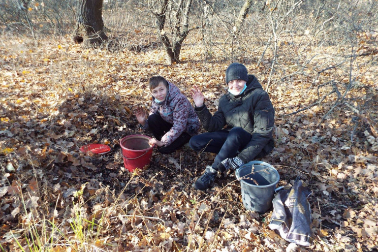 Відновлення лісів на Луганщині: За три г…