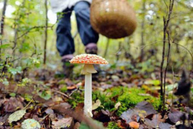 В Севастополе грибами отравились почти ч…