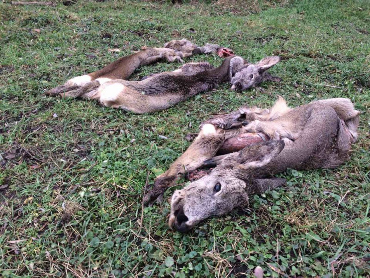 На Хмельниччині браконьєри вбили трьох к…