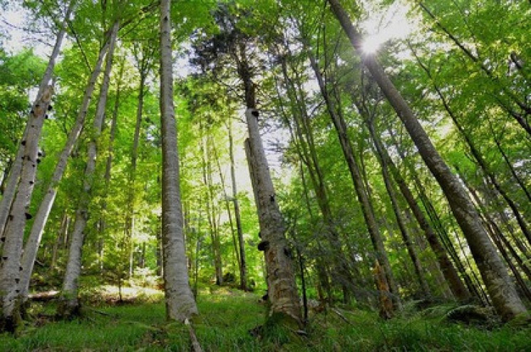 На Ужгородщине действует уникальный лесн…