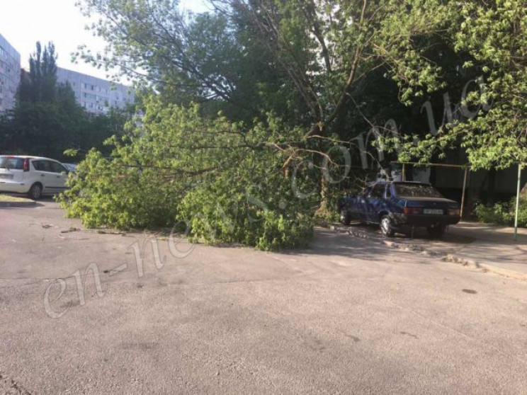 В Запорожье дерево упало на машину…