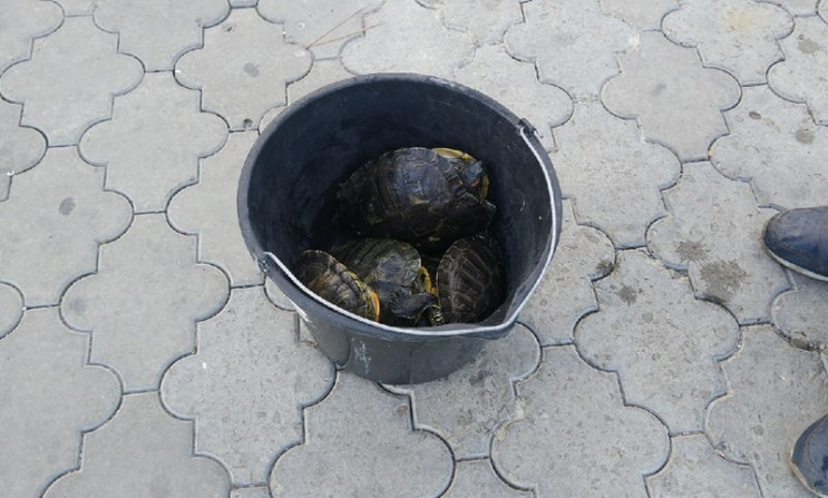 В Алуште горожане спасли черепах из засо…