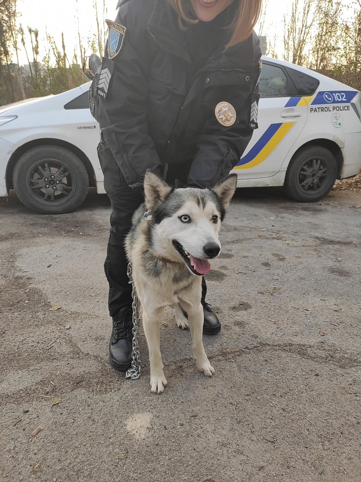 У Дніпрі на вулиці виявили загубленого х…