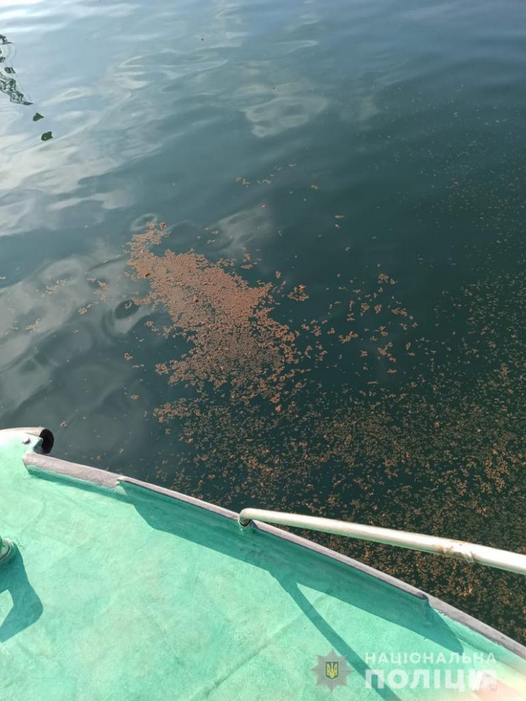 В морской воде вблизи Одессы зафиксирова…