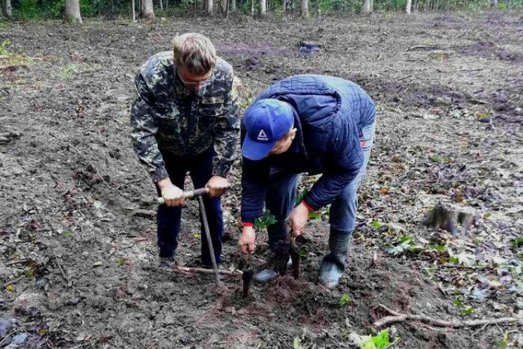 Кам’янецький лісгосп відновив майже 50 г…