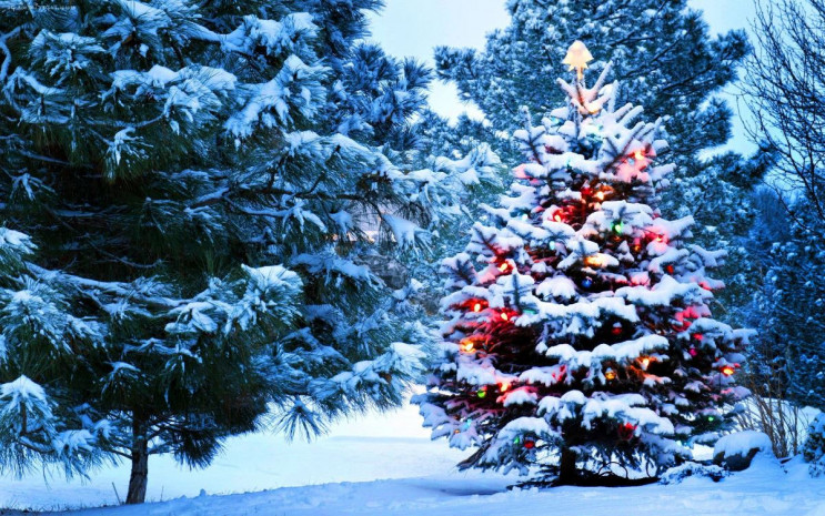Новогодние елки в Харькове будут самыми…