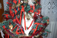 Скотиняки і Різдво: Коти, які впевнені,…