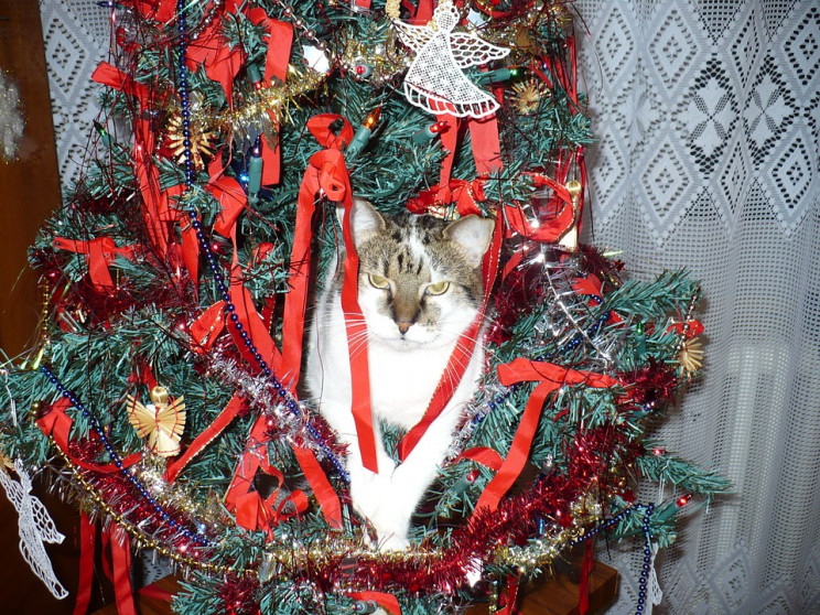 Скотиняки і Різдво: Коти, які впевнені,…