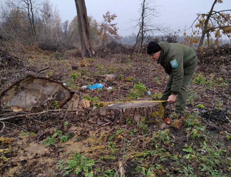 На Вінниччині браконьєри зрізали дерев м…