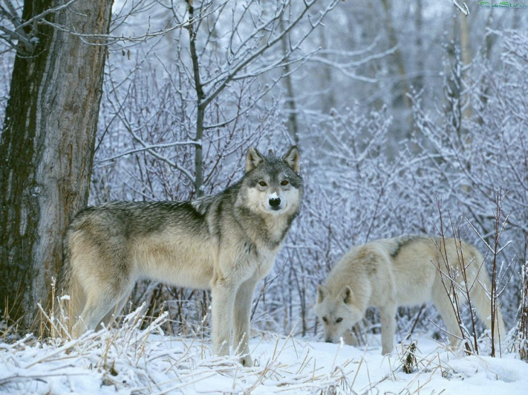 На Прикарпатье волки атакуют курортный п…