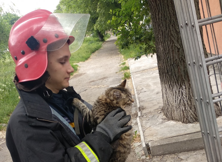 В Кропивницком спасатели вызволили кота…