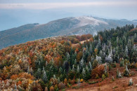 Європа хоче український ліс: Чому сьогод…
