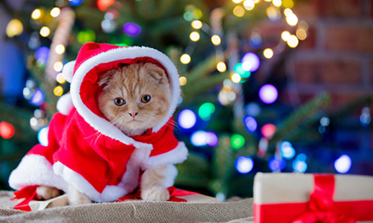 Як котів в Сеулі нарядили Санта-Клаусами…