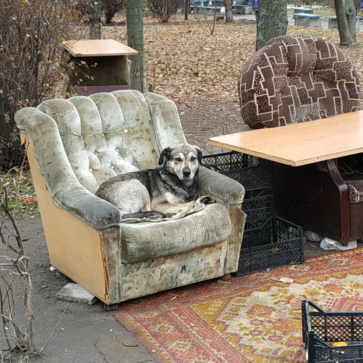 Собачья квартира: В Днепре на улице заме…