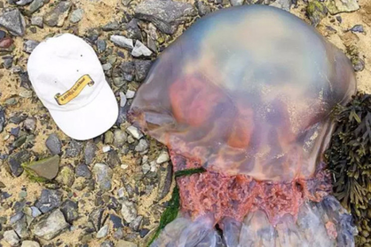 На пляже в Англии нашли гигантскую медуз…