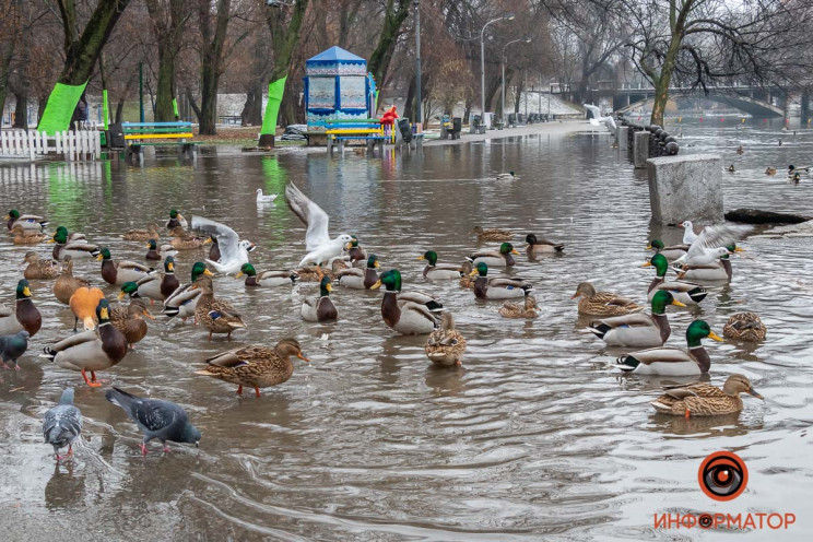 В центре Днепра из-за потопа утки плаваю…
