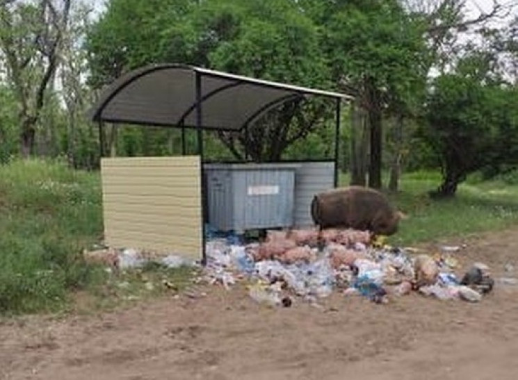 На Запоріжжі мати-свиня водить дев’ятьох…