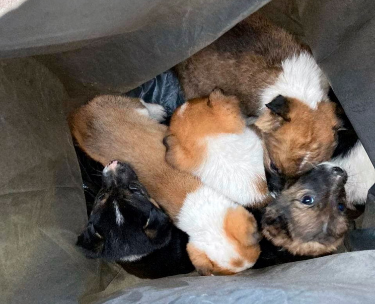В Херсоне спасены шесть щенков, которых…