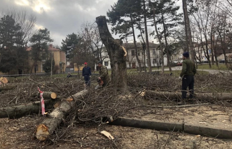 У Сімферополі будівельники вирубали ще о…