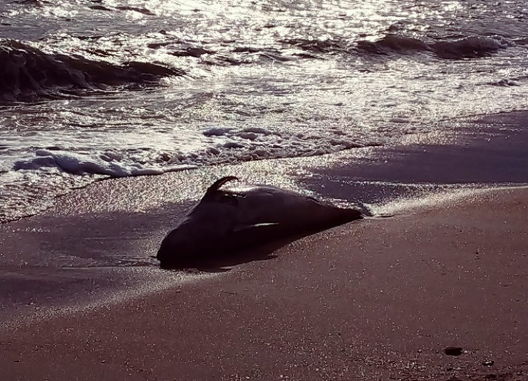 Море викинуло мертвого дельфіна на попул…