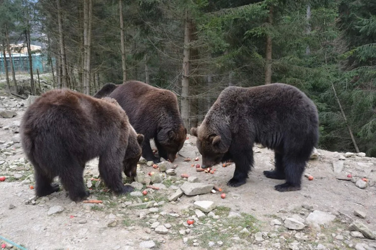 На Закарпатье медведи в реабилитационном…