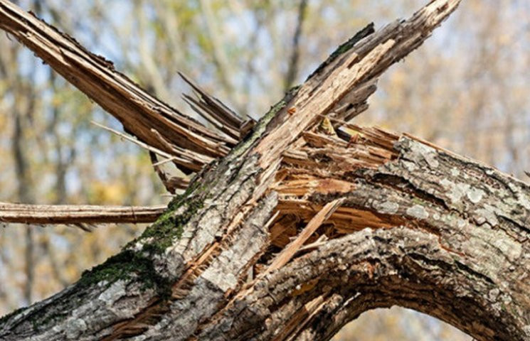 У Яремче повалене дерево вбило чоловіка…