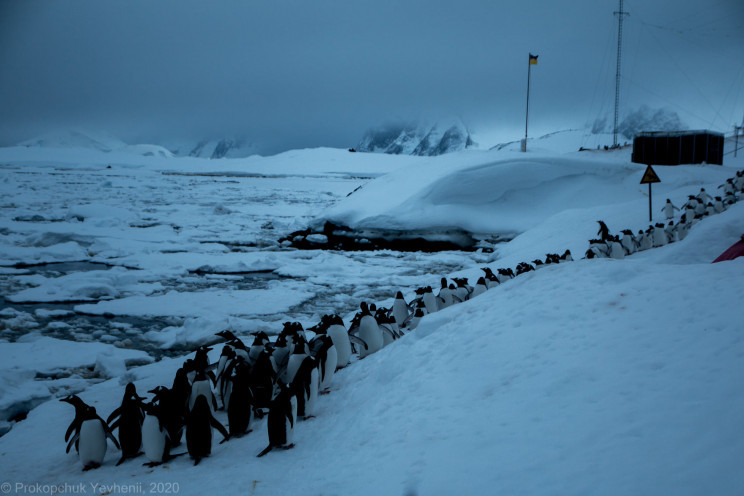 Команда полярників у Антарктиді привітал…