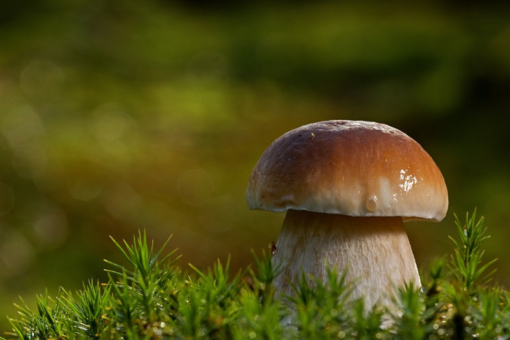 Как вкусно приготовить белые грибы: ТОП-…