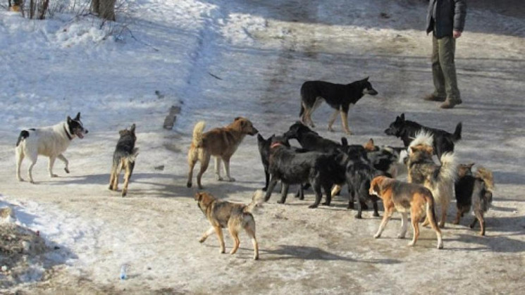 У Рівному люті пси тероризують місцевих…