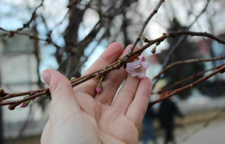 В Мукачево среди января цветет известная…