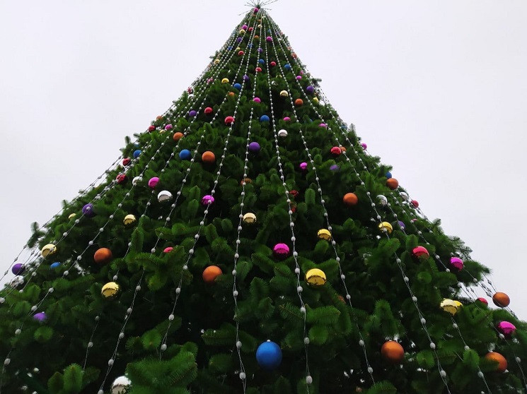 В Днепре новогодние елки будут использов…